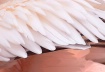Wing of a Pelican