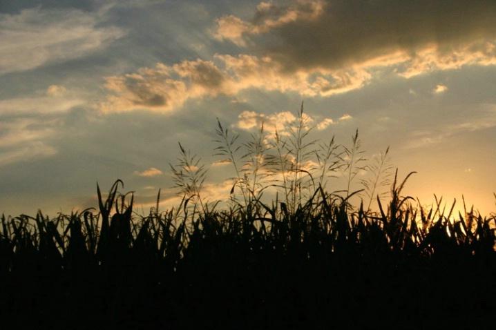 "Harvest Sunset"