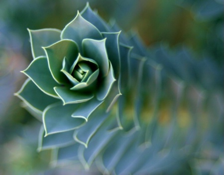 DonkeyTail Spurge