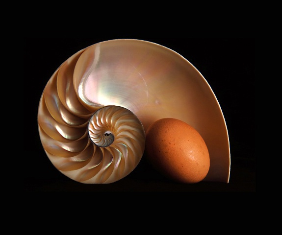 Nautilus with egg