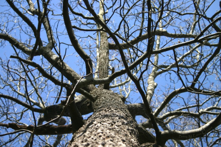 Tangle of Branches