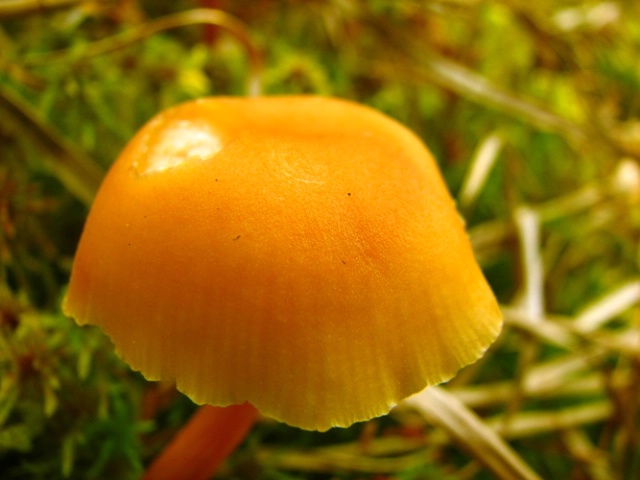 Mushroom in The Bog