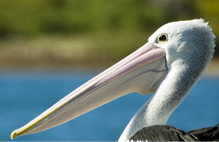 Pelican profile.