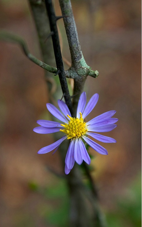 Wild Aster