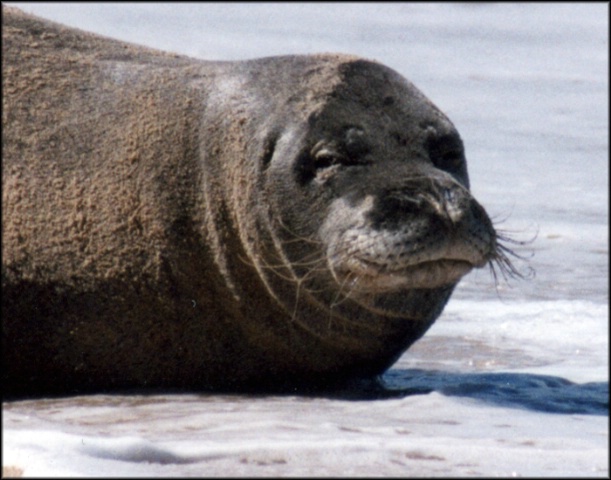 Endangered...Monk Seal...Maui, Hawaii