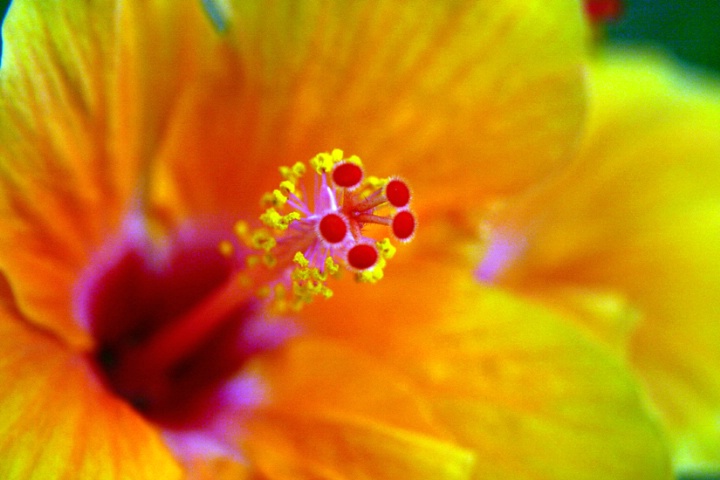 Sunset's Hibiscus