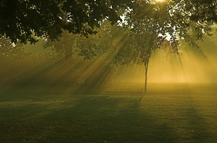 Morning Light