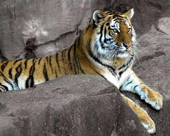 Tiger on the Rocks