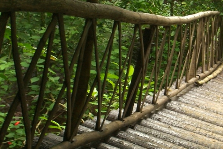 Bamboo bridge