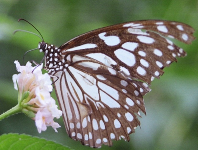 Common butterfly