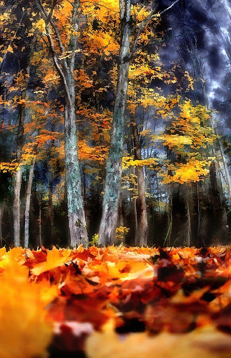 Autumn Twilight - ID: 1291469 © Eric Highfield