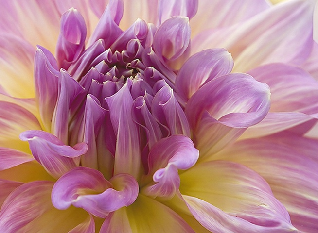 Dahlia Delight