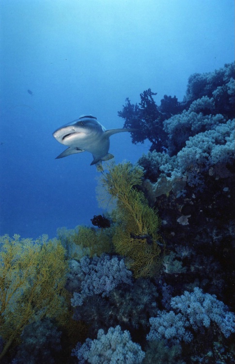 White Tipped Reef Shark 