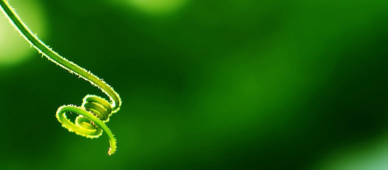 Curls of Nature