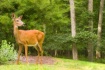Pennsylvania Deer