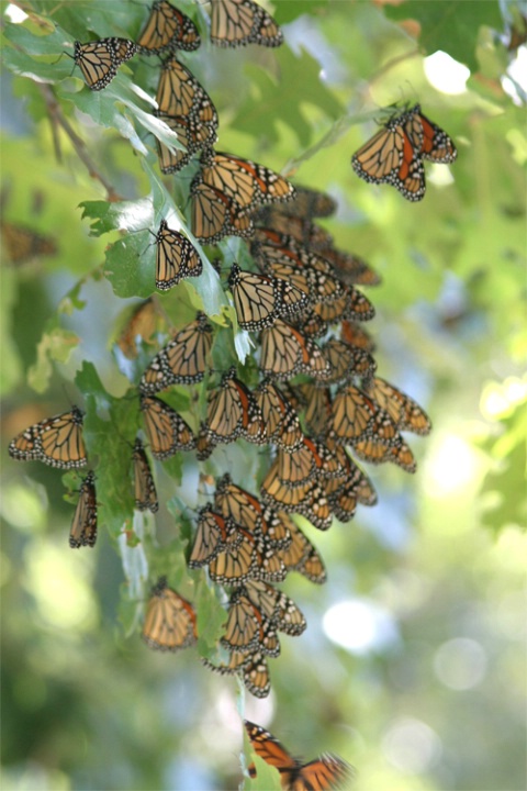 Monarchs Return to Del Rio - ID: 1299227 © Emile Abbott