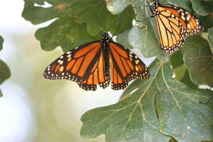 A pair of Monarchs - ID: 1299237 © Emile Abbott