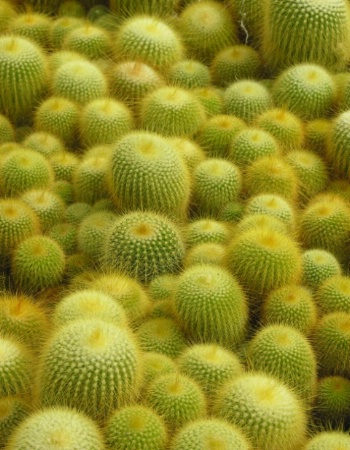 Prickly detail