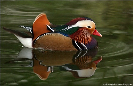 Mandarin Duck...