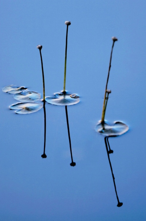 Reed Reflections