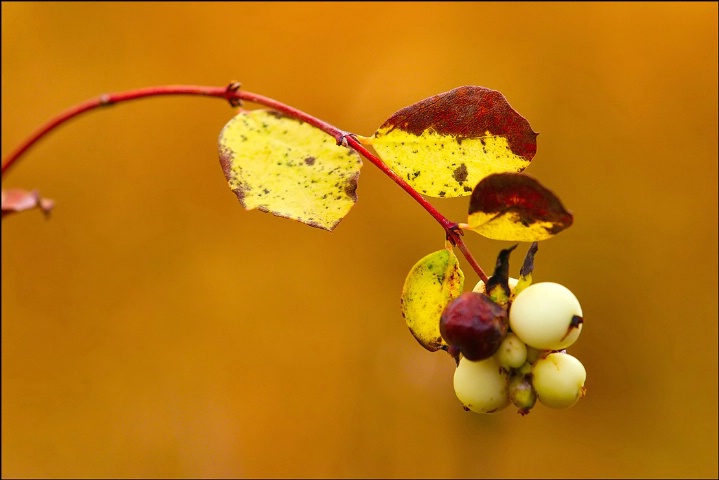 Berries