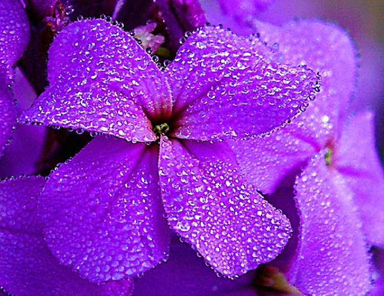 Fog on the Flowers