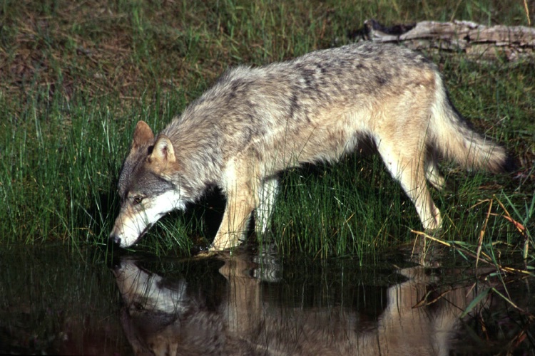 Gray Tundra Wolf