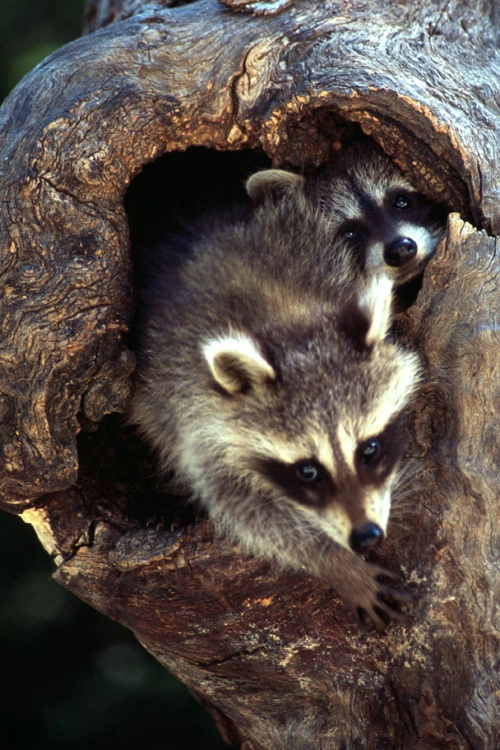 Two Coons