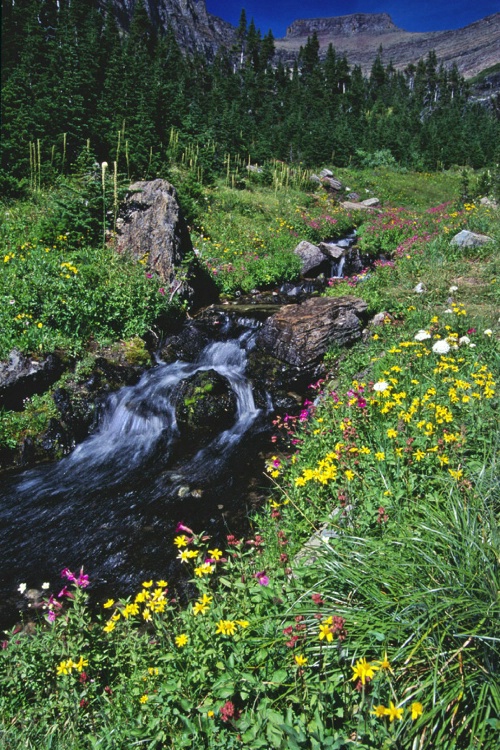 Piegan Pass