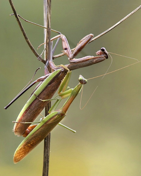 Praying Mantis - ID: 1306051 © Marilyn S. Neel