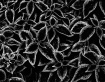 Natural design