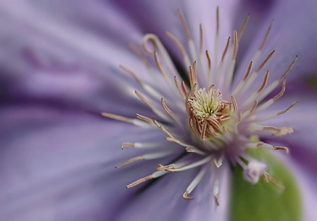 Clematis