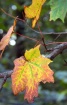 Fall Leaves