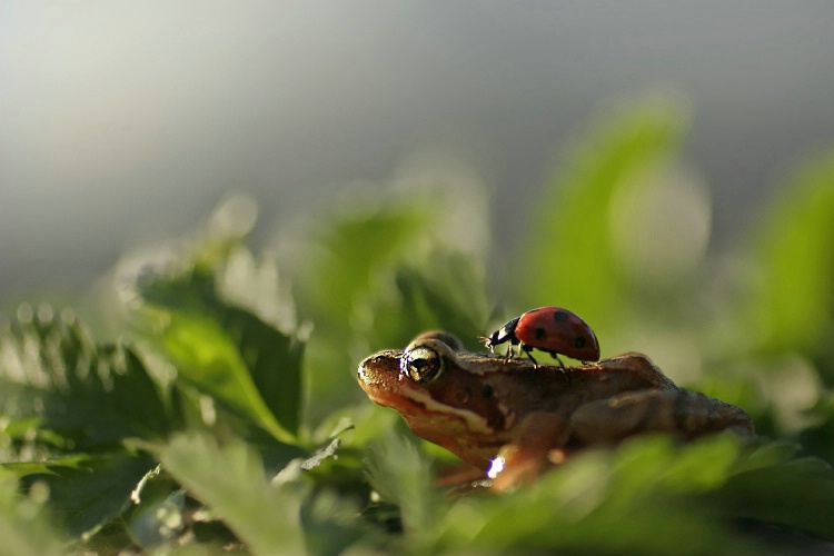 How to walk on a frog