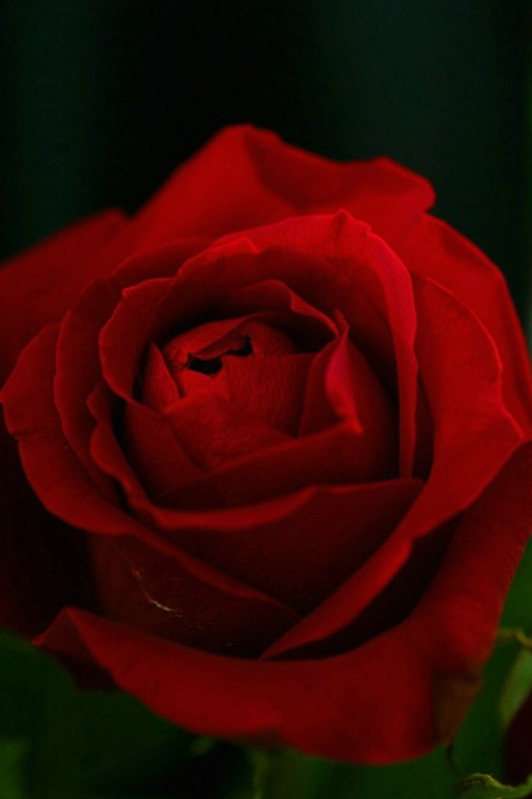 "Rose Red"