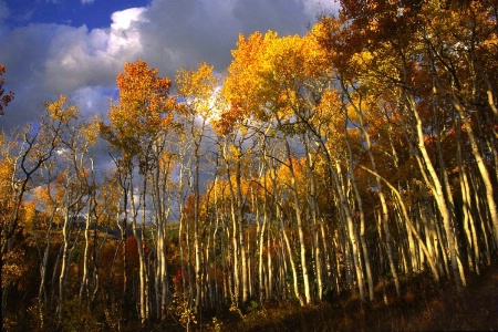 Aspen Grove in Fall
