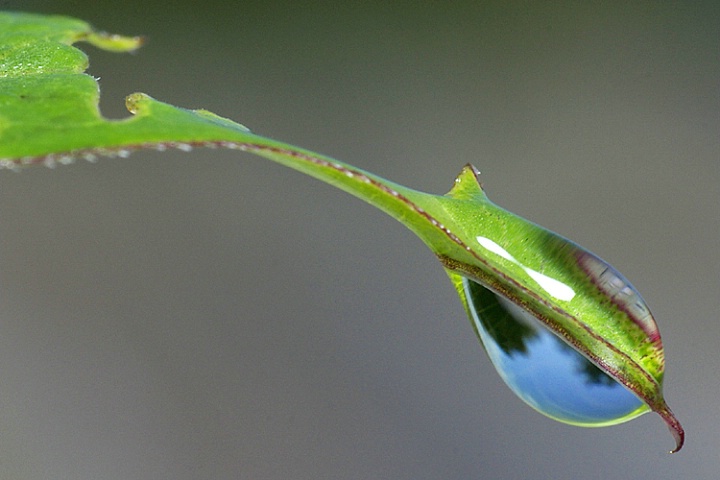 Morning dew