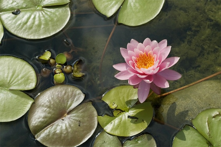 Pink Waterlily