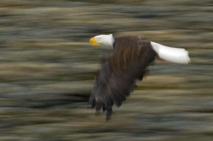 Eagle Over Snoqualmie River