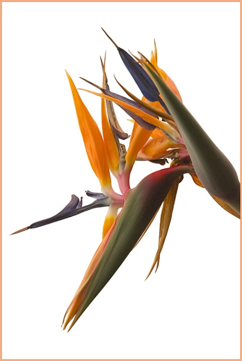 Bird of Paradise - ID: 1313738 © Mary-Ella Bowles