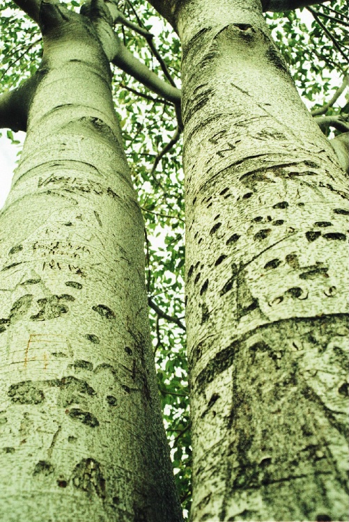Message Trees