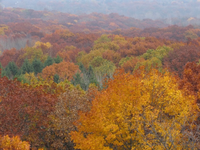 Colored Trees