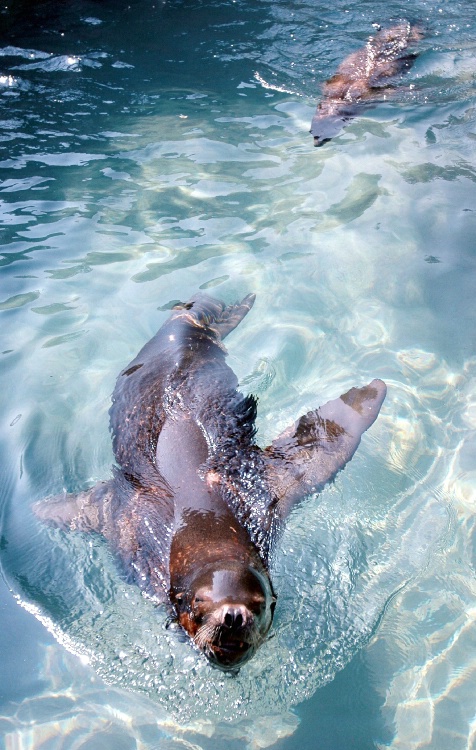 Sea Lion Just for Fun. Image taken Buffalo Zoo,Buf