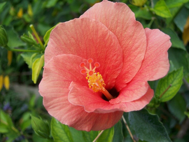 Hibiscus from Sea World