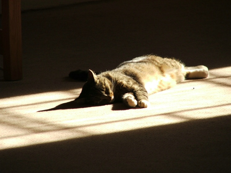 Cat enjoying the sun 