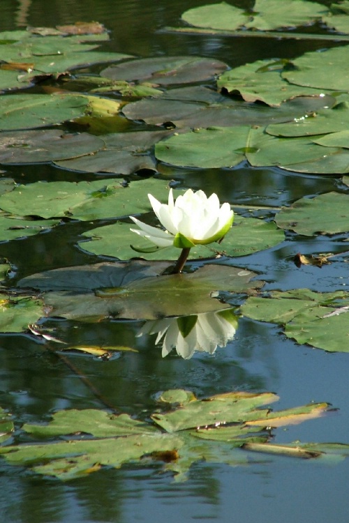 Water Lily