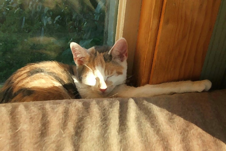 Callie's Sunny Sleeping Spot