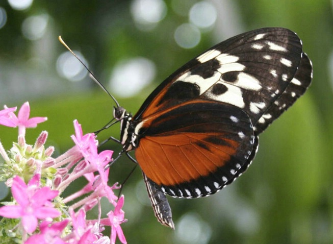 Butterfly-1 - ID: 1322040 © Hasmik Hatamian