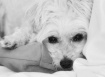 Missing His Maste...