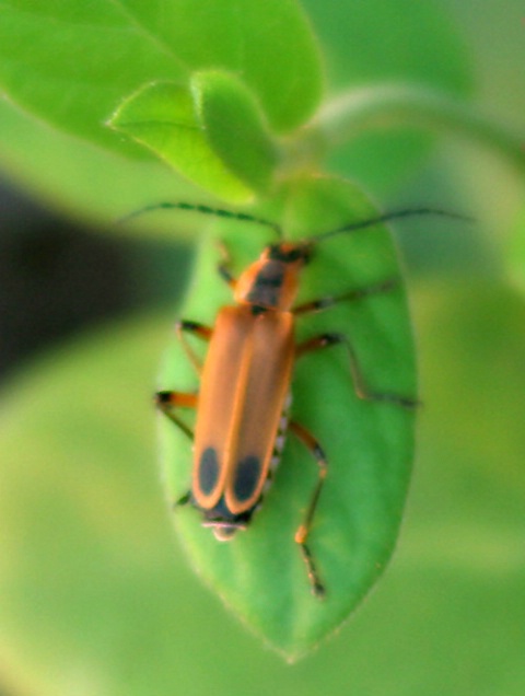 bug on a leaf